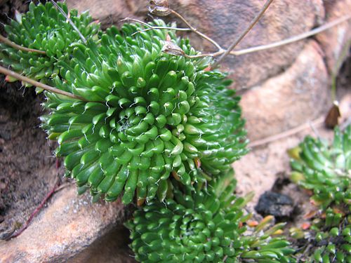 Stylidium soboliferum